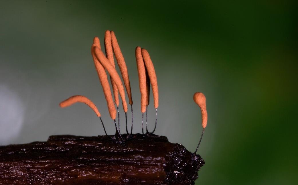 微觀菌種世界：不起眼的鏽發網菌形態與藥獨特價值