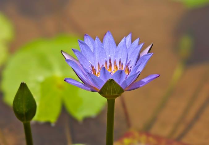 藍蓮花花語：淨土之花與生命重生的啟示