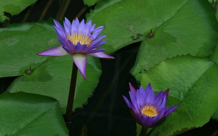 藍蓮花花語：淨土之花與生命重生的啟示