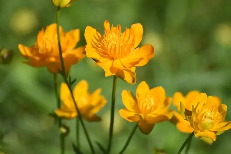 金蓮花生長在什麼地方？生長環境與實用價值揭秘