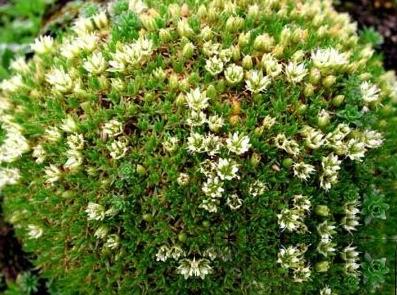 雪靈芝長在什麼地方？人間仙草雪靈芝生長環境與人工養殖的難