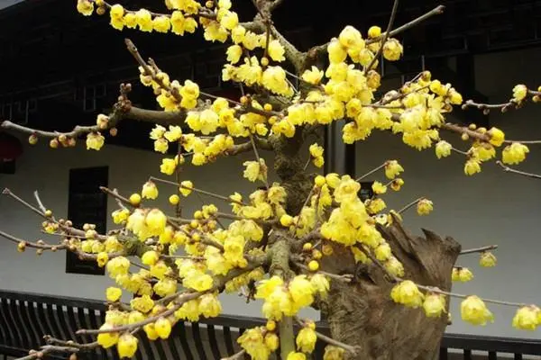 傲骨寒梅家中養，梅花盆栽養殖指南與創意養護