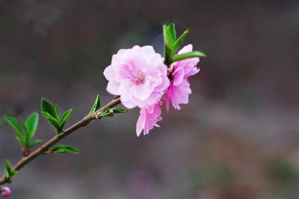 桃花知識百科：桃花怎麼分辨雌蕊和雄蕊