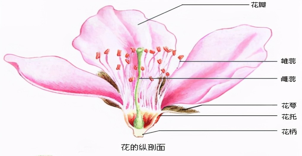 桃花知識百科：桃花怎麼分辨雌蕊和雄蕊