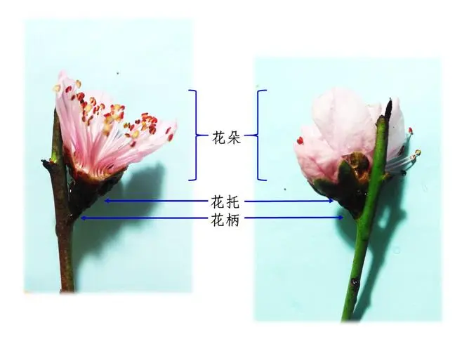 桃花知識百科：桃花怎麼分辨雌蕊和雄蕊