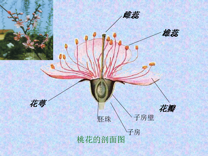 桃花知識百科：桃花怎麼分辨雌蕊和雄蕊