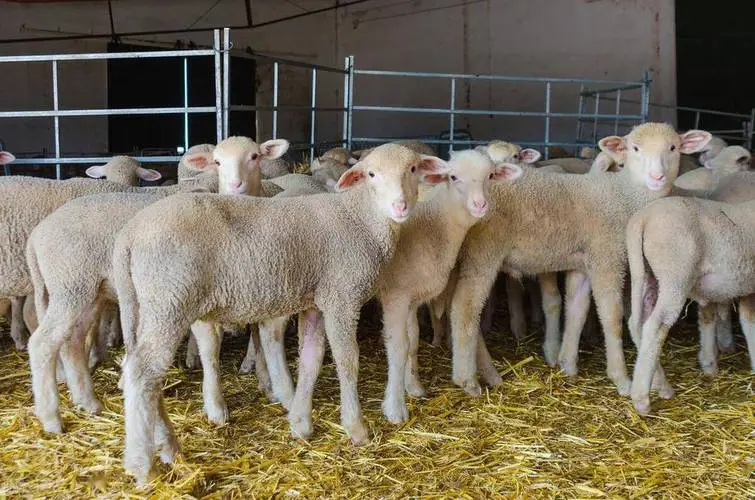 全精料育肥羊，高效養殖模式輕鬆提升肉質與經濟效益