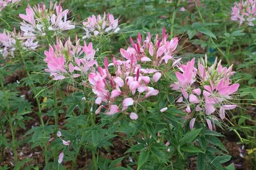 醉蝶花花語：送上一束醉蝶花，讚美神秘與勇氣