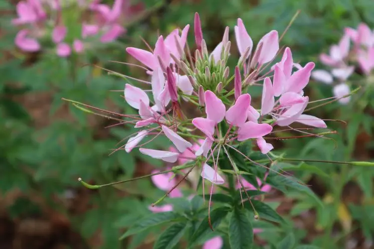 醉蝶花花語：送上一束醉蝶花，讚美神秘與勇氣