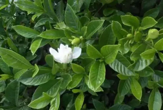 揭秘梔子花隻長花苞不開花的四大元凶