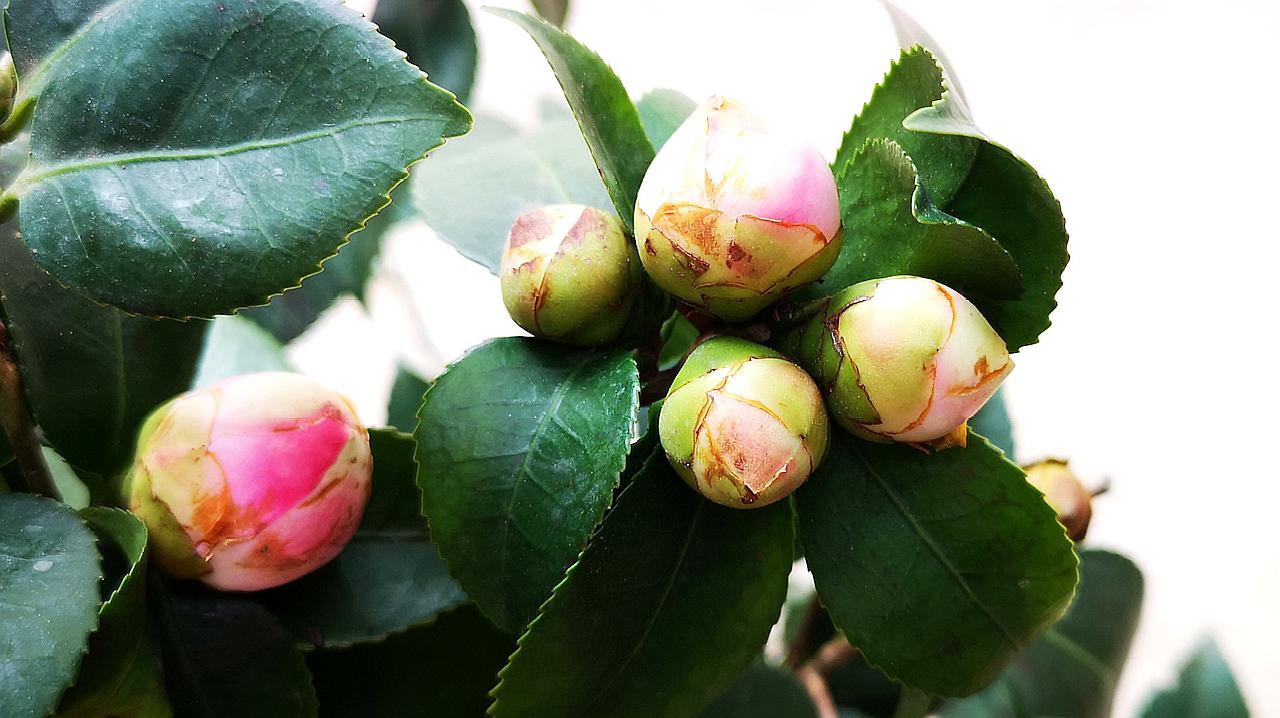 茶花花苞多久才開花？加速茶花綻放的技巧