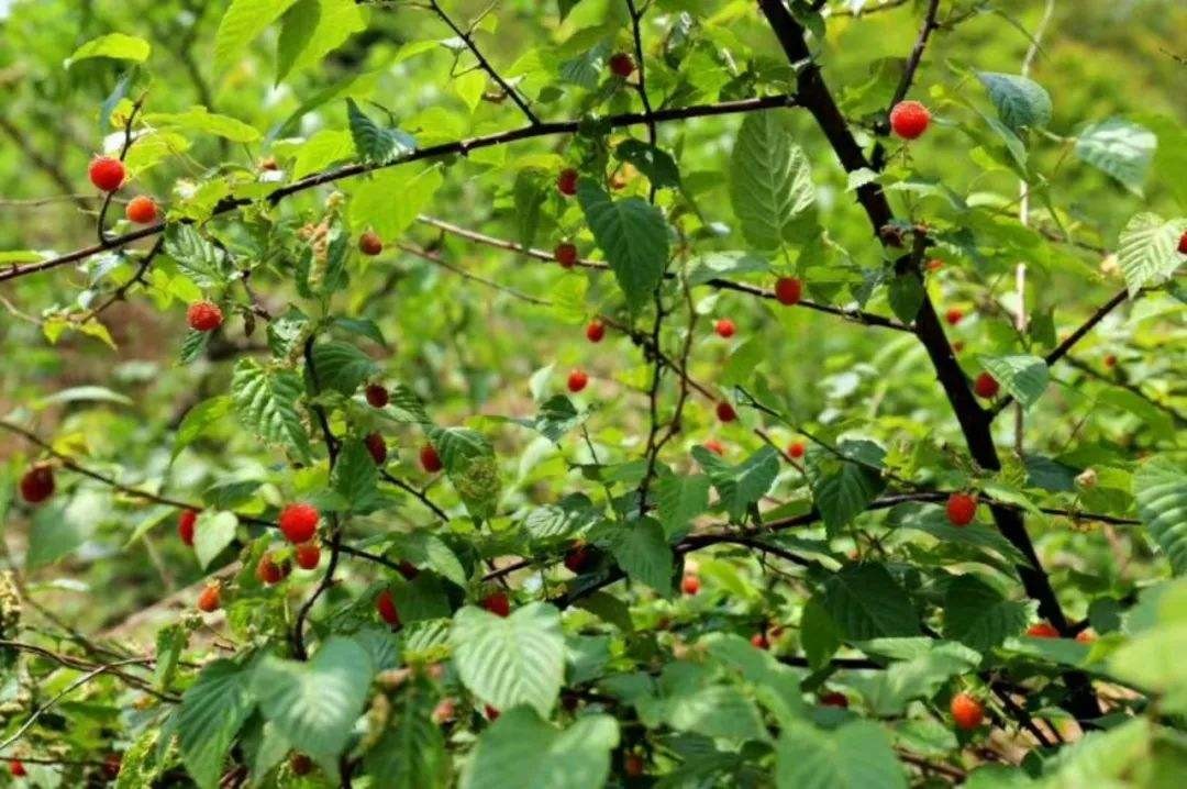 覆盆子產地分布地圖：揭秘中國最佳生長地