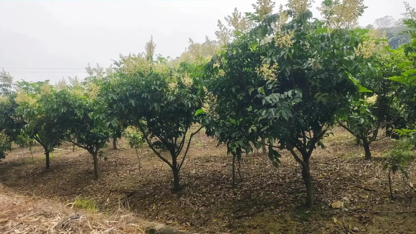 黃皮果樹種植幾年掛果？