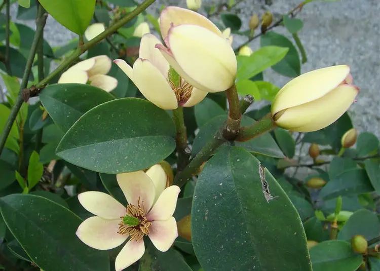 含笑花是什麼植物，含笑花開微笑醉人間