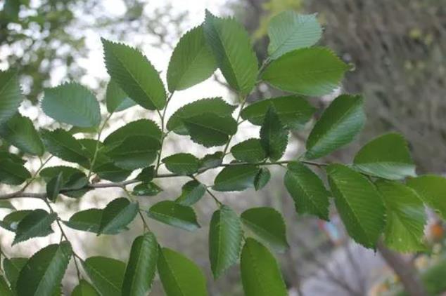 山榆-綠色生態的守護者與經濟價值的源泉