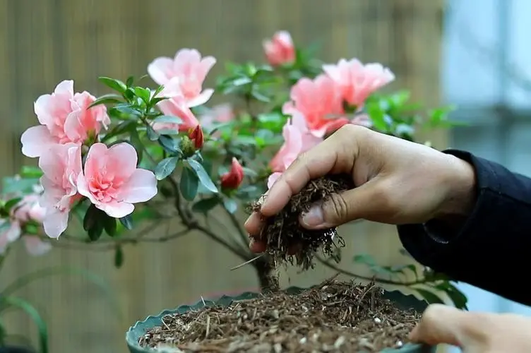 春日花語：杜鵑花專屬生長土壤和環境你了解多少？