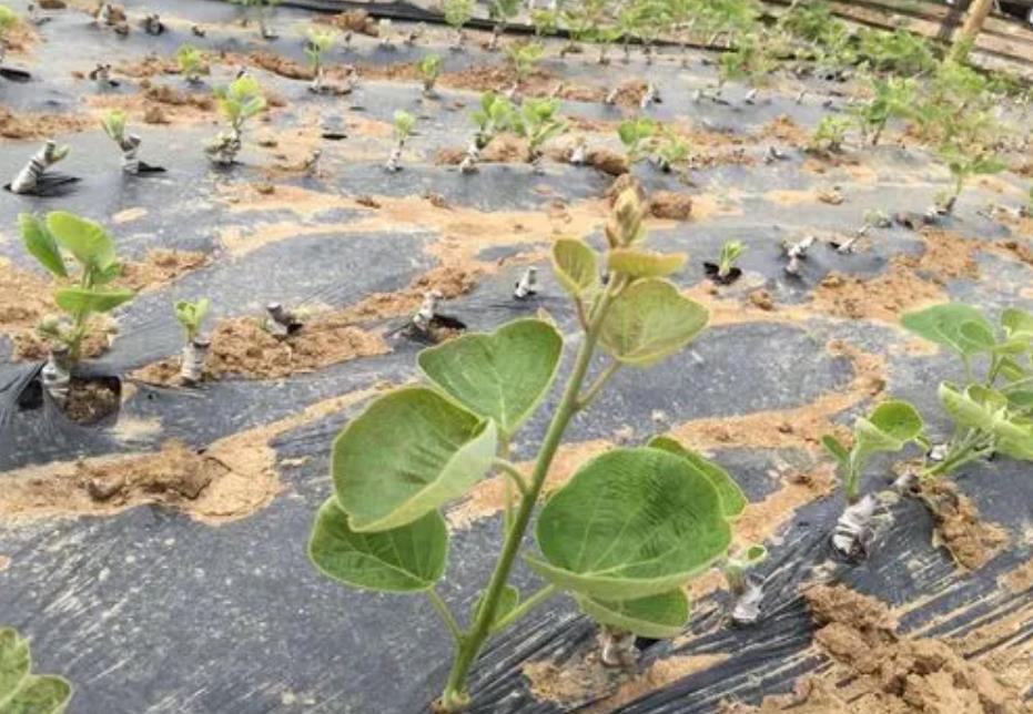 獼猴桃果苗什麼時候可以種植，豐收從種植黃金時機開始