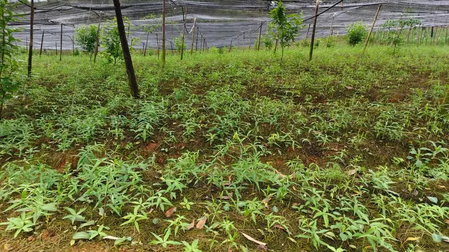 黃精高產高效種植法，細節管理效益倍增