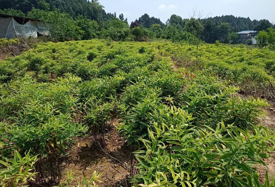 黃精高產高效種植法，細節管理效益倍增