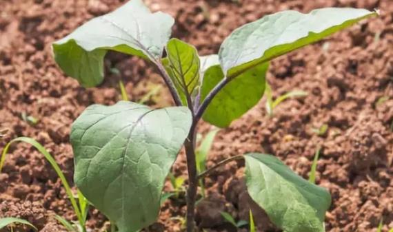 從老根到新芽-茄子第二年還能發芽結果嗎？