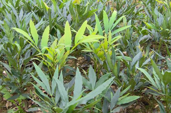 植物寶典-十大功勞生長環境要求與分布區域地圖