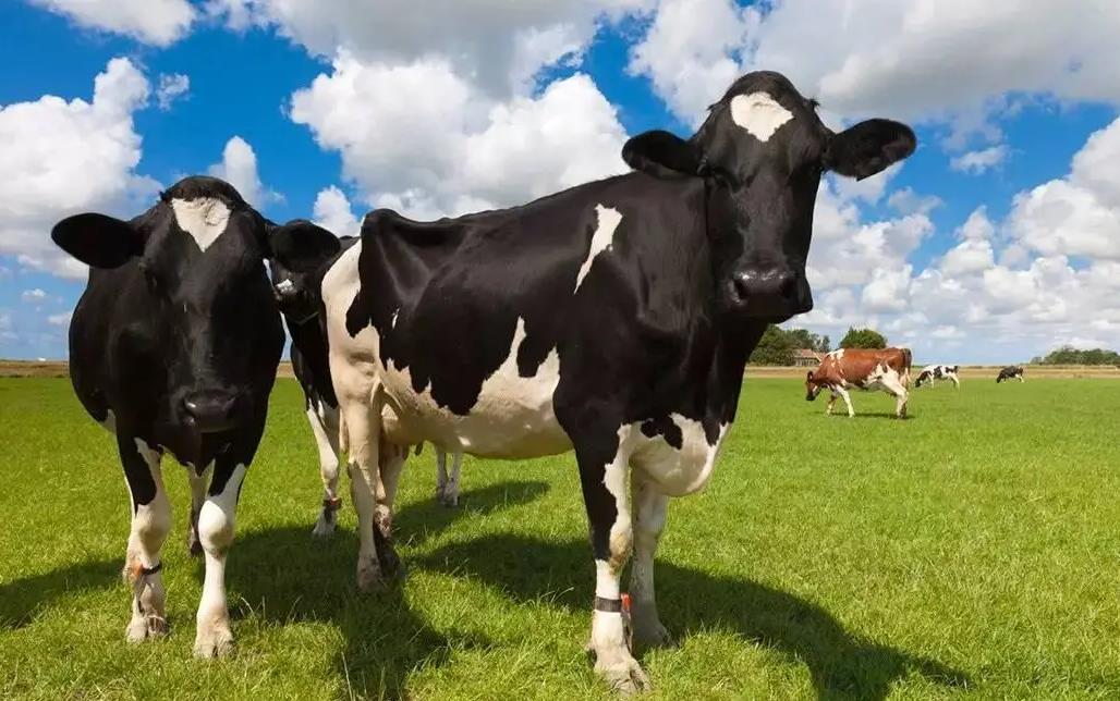 奶牛養殖省錢攻略-奶牛養殖飼料成本怎麼降低