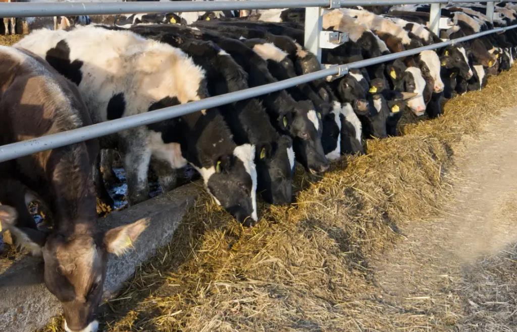 奶牛養殖省錢攻略-奶牛養殖飼料成本怎麼降低