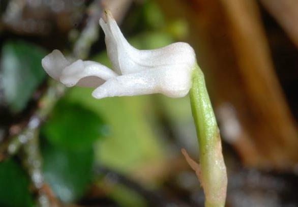 高山隱者全唇蘭有什麼特點？