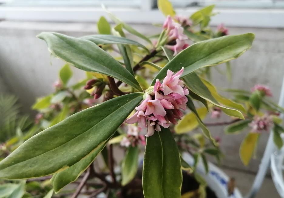 古老神秘的花卉-瑞香花有什麼作用和價值