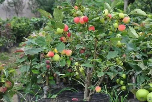 <b>了解海棠樹生長環境條件要求，種植打造夢幻海棠園</b>