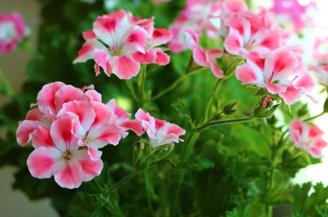 秋季天竺葵養護秘籍，讓花朵更鮮豔