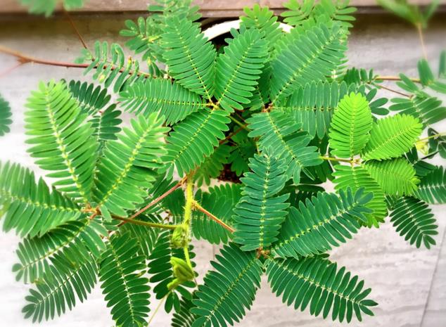 四季不停變換的含羞草是常綠植物還是落葉植物？