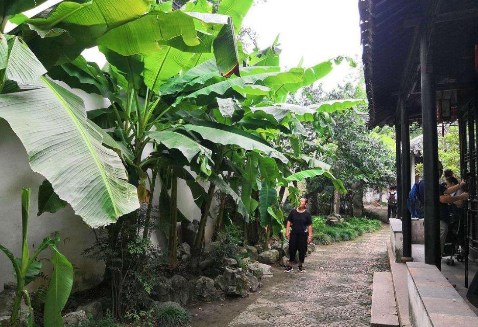 芭蕉入院，福澤滿園-芭蕉樹能種在院子裏嗎？風水好嗎？