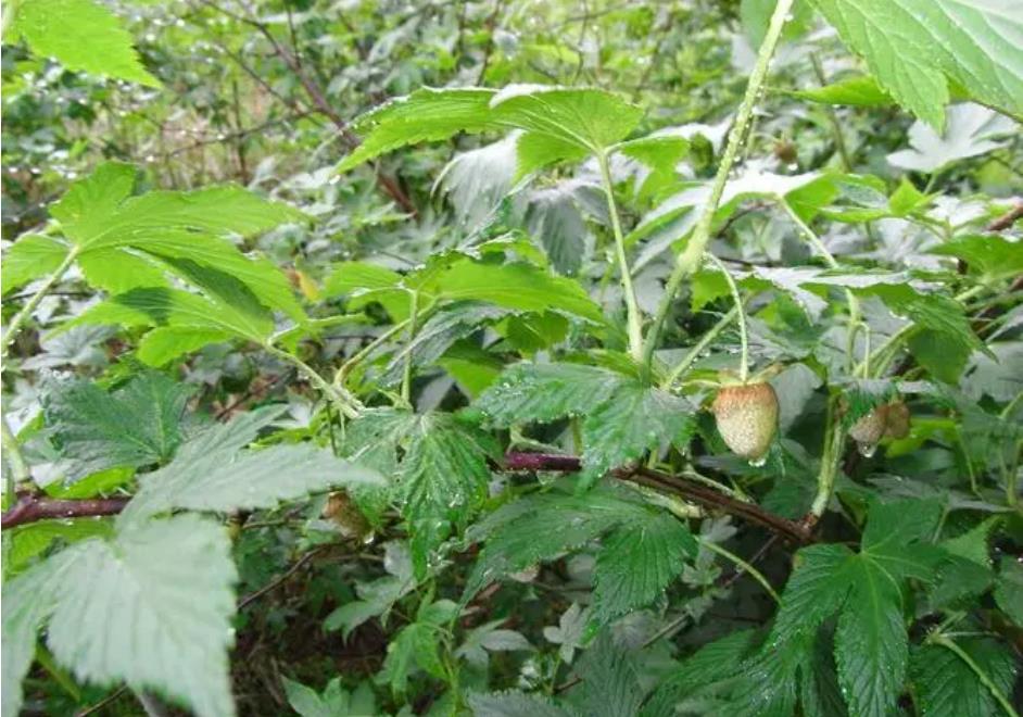 覆盆子是什麼？帶你了解這種神奇的果實植物