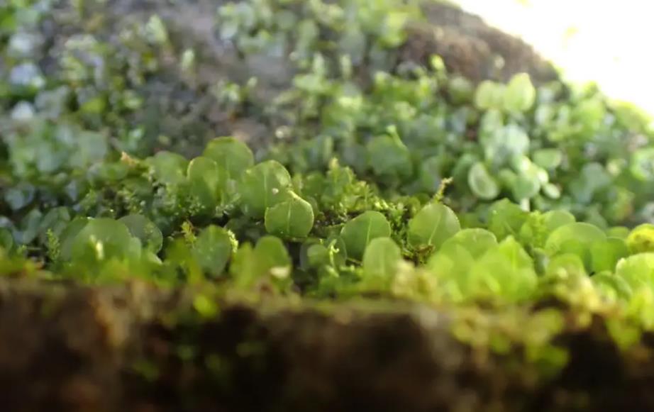 單月苔：微小而奇妙的綠色精靈植物