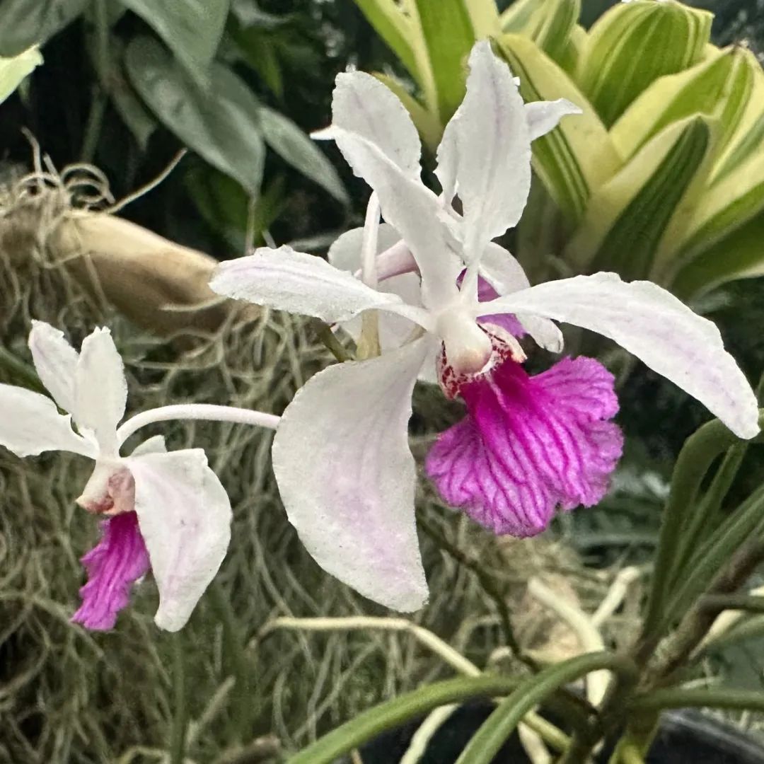 幽穀中的淡雅之花-槽舌蘭的植物特征和價值意義