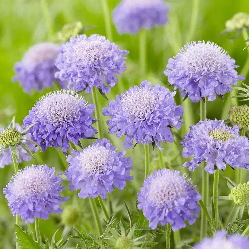 藍盆花長什麼樣，養護技巧助您打造藍色花海