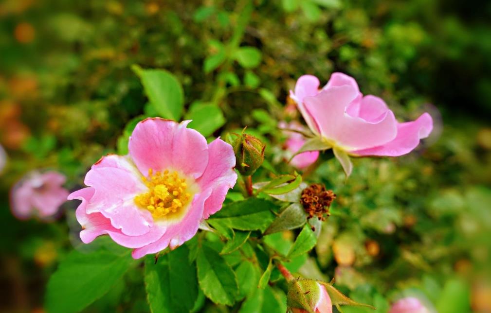 薔薇花有刺嗎，適合哪些地方養殖