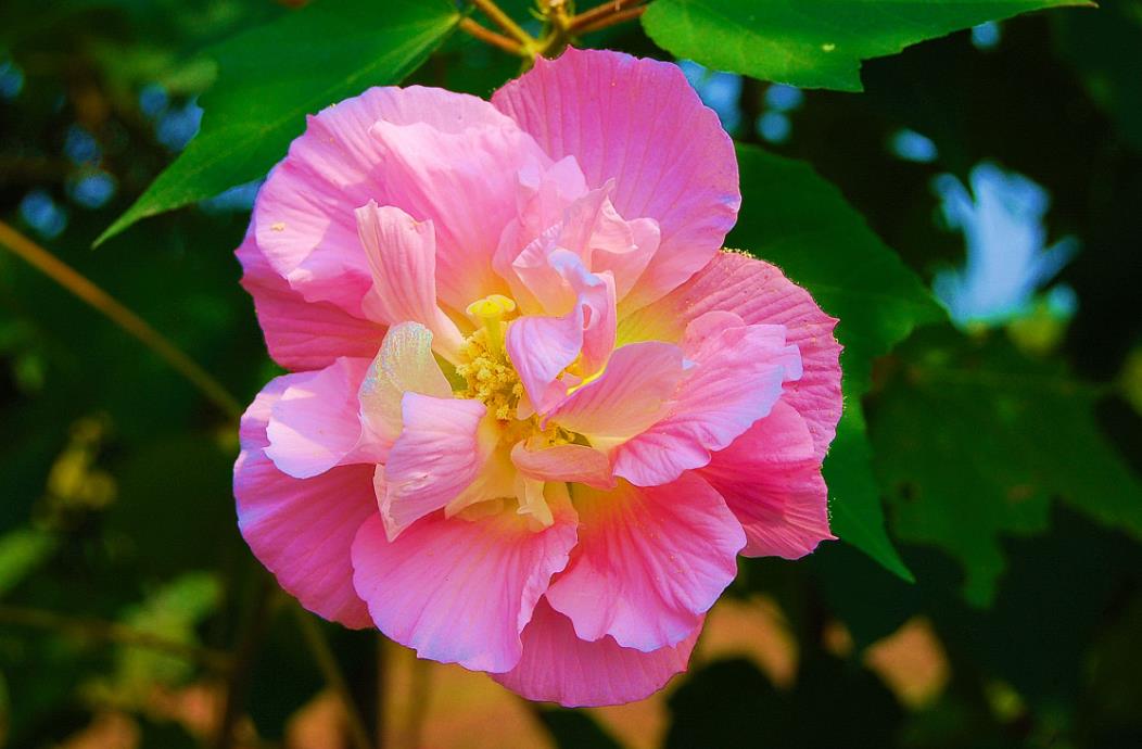 五大芙蓉花品種介紹，帶你領略花卉之美