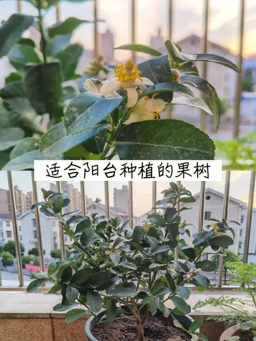 檸檬樹苗種植多久長多大可以結果