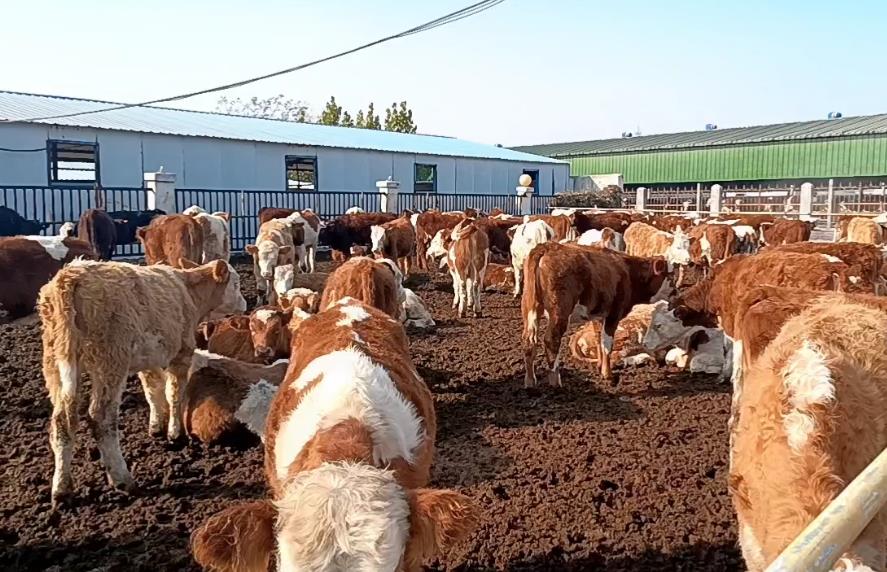 秋季如何高效養殖西門塔爾肉牛？關鍵要點與出欄標準一文了解