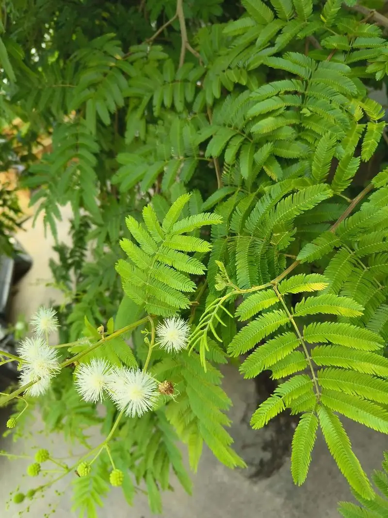 光莢含羞草有什麼特點及價值？與含羞草有什麼區別