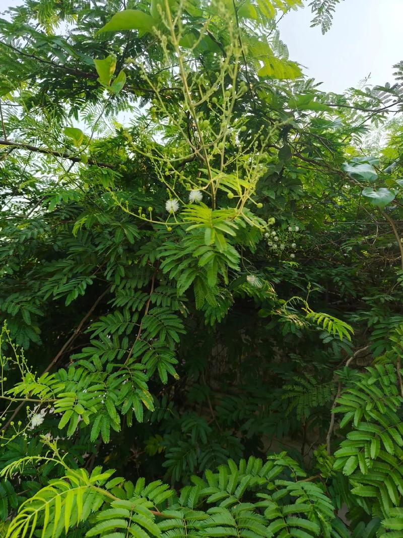 光莢含羞草有什麼特點及價值？與含羞草有什麼區別