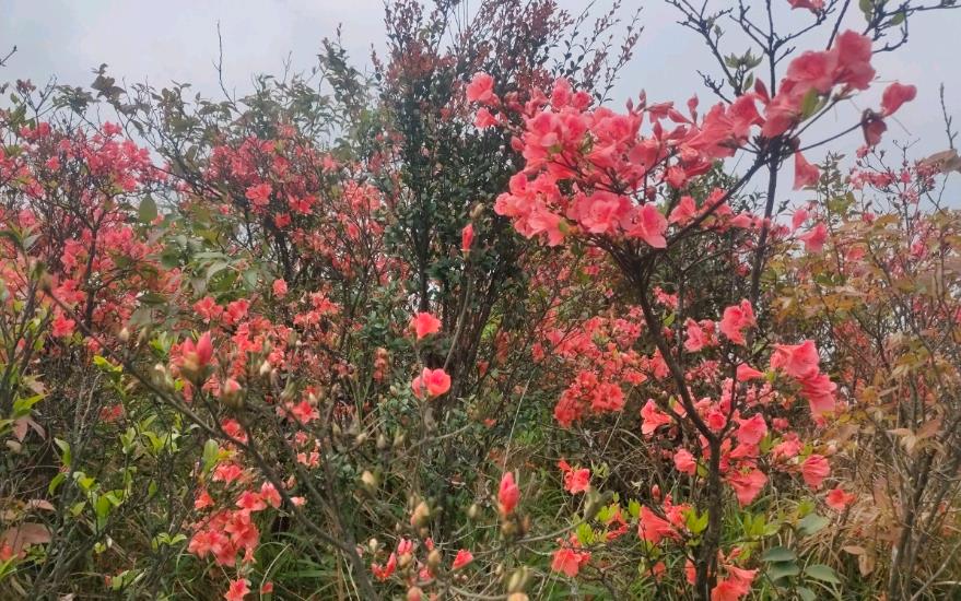 野外杜鵑花生長環境與特點，從高山到河穀多彩之旅