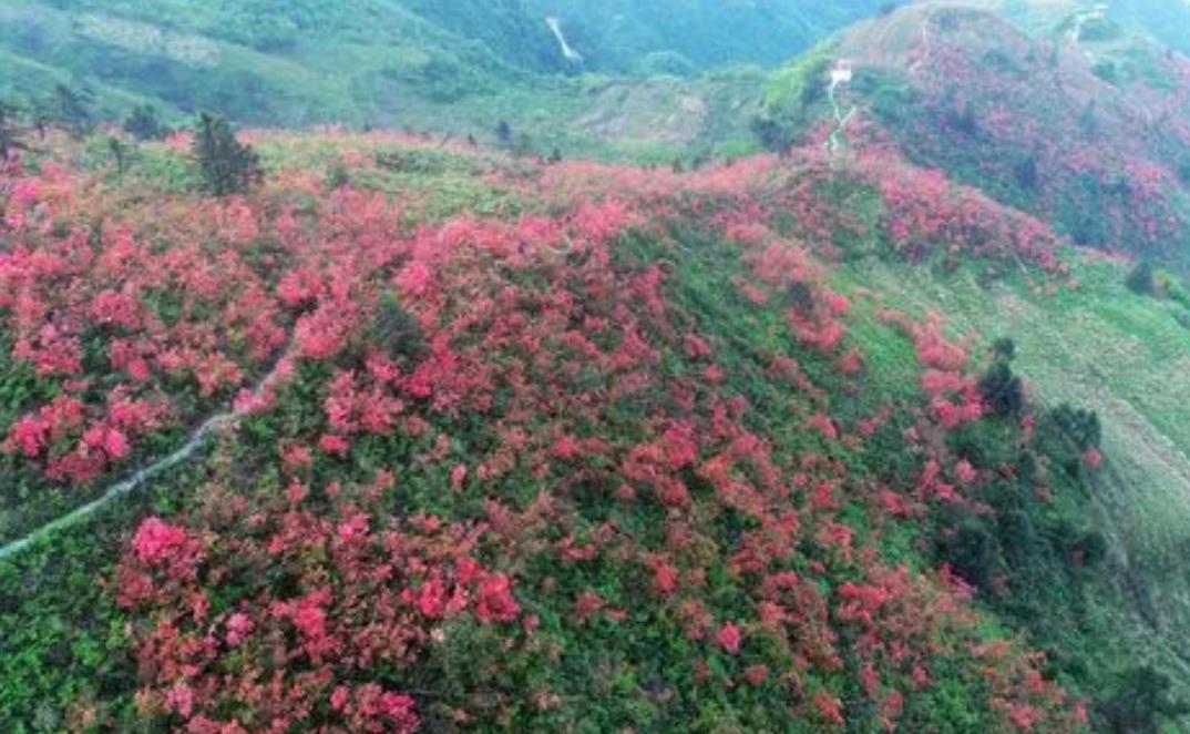 野外杜鵑花生長環境與特點，從高山到河穀多彩之旅