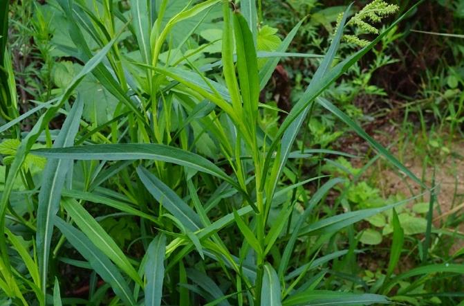 鑽葉紫菀-菊科植物中的‘生態戰士’與特點價值