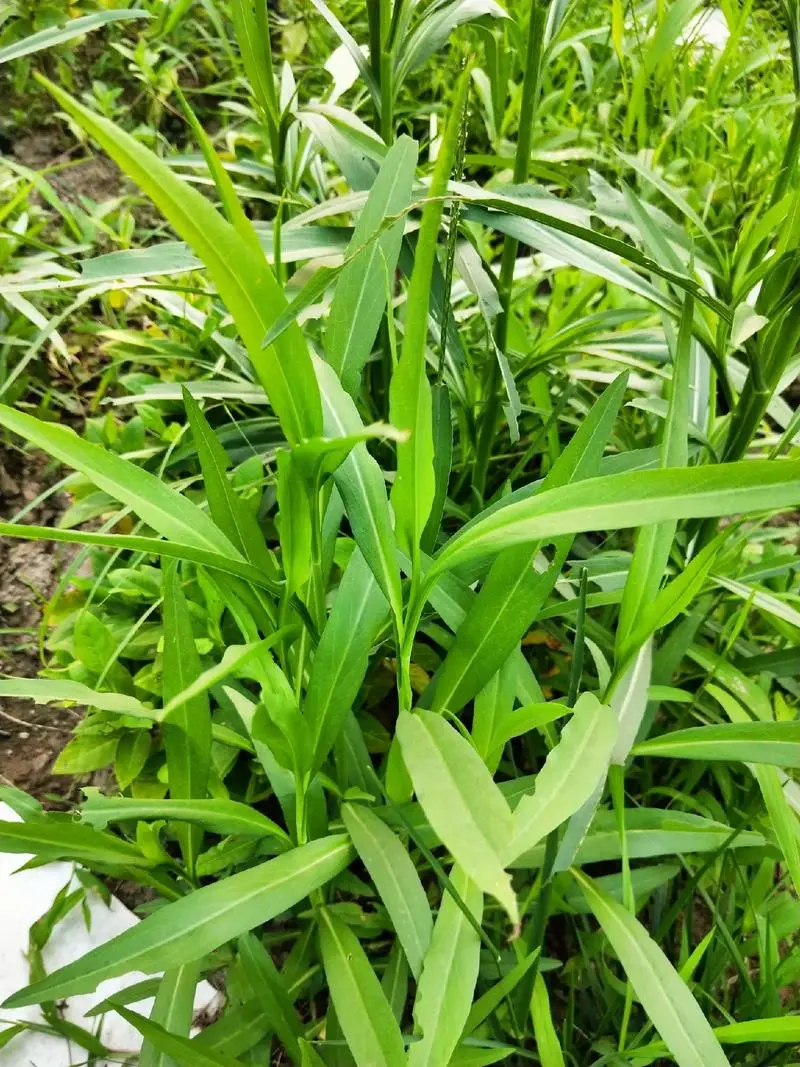 鑽葉紫菀-菊科植物中的‘生態戰士’與特點價值