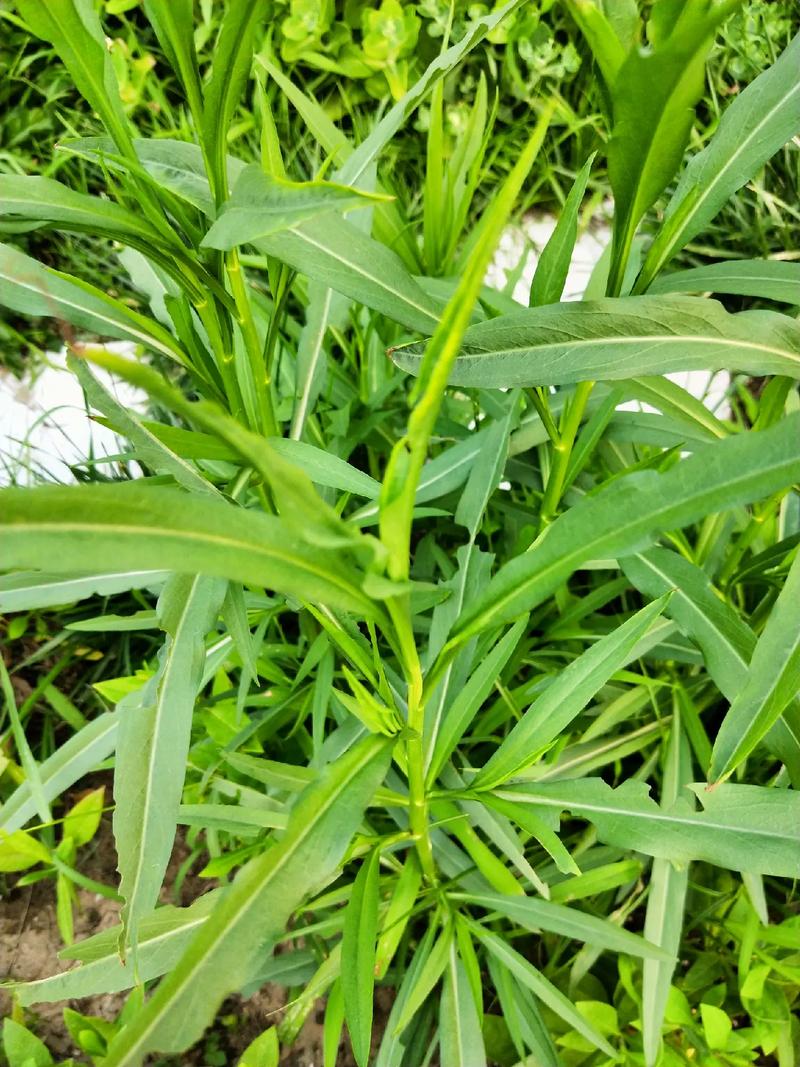 鑽葉紫菀-菊科植物中的‘生態戰士’與特點價值