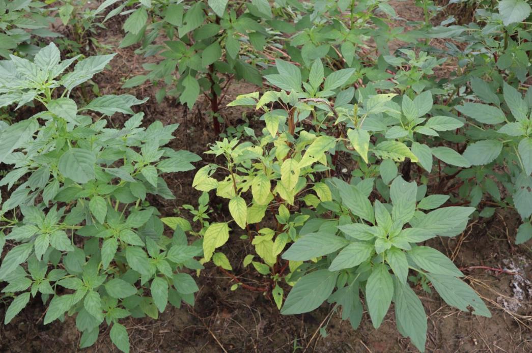 長芒莧-入侵植物界的‘草霸’，特征與危害詳解