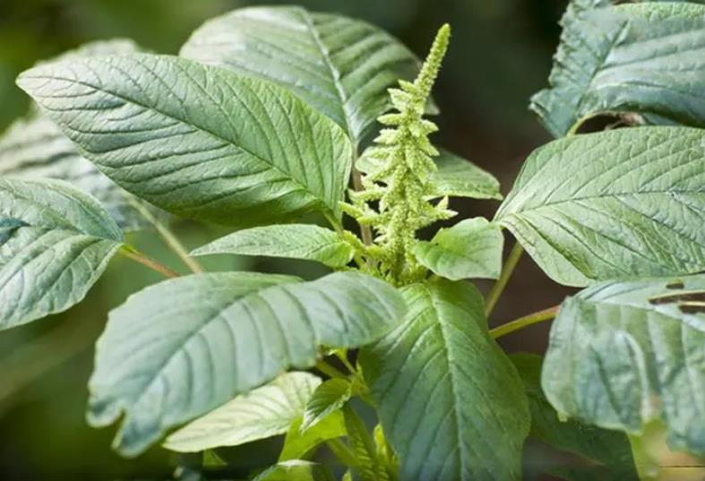 反枝莧-一年生草本植物的生長習性與潛在危害